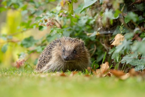 European hedgehog (Erinaceus europaeus) adult animal on a garden grass lawn in summer, England,