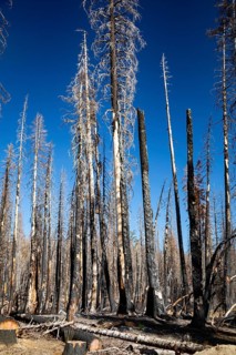 Mineral, California - Burned trees in Lassen Volcanic National Park. The 2021 Dixie Fire burned