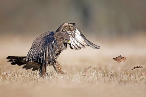 Common Buzzard (Buteo buteo) perched on the ground, Saxony-Anhalt, Germany