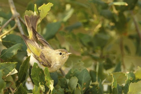 Western Bonelli's Warbler (Phylloscopus bonelli), Porto Alto, Portugal