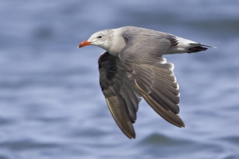 Heermann's Gull (Larus heermanni), Washington, USA