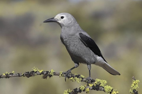 Clark's Nutcracker (Nucifraga columbiana), Oregon, USA