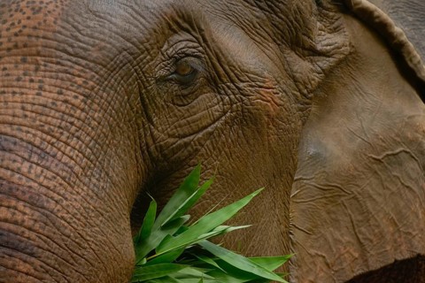 Close-up of an Asian elephant's textured face as it munches on green leaves. Captured in Thailand,