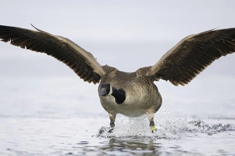 Canada Goose (Branta canadensis) flying, Berlin, Germany