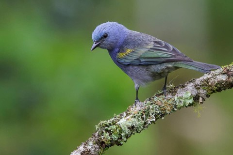 Golden-chevroned Tanager (Thraupis ornata) perched on a branch in the Atlantic rainforest of