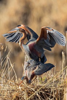 Purple Heron (Ardea purpurea) pair mating, Baden-Wuerttemberg, Germany