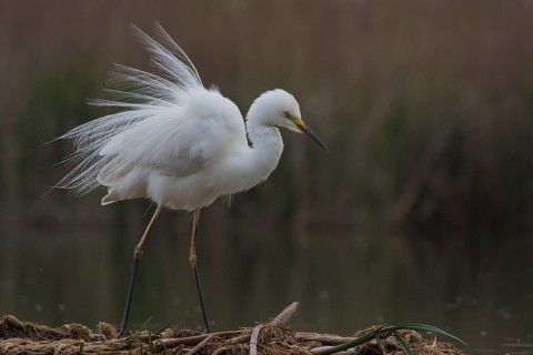 Great Egret (Ardea alba), Subotica, Serbia