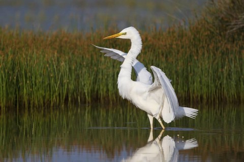 Great Egret (Ardea alba) foraging, Greece