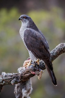 Northern Goshawk (Accipiter gentilis) female with prey, Madrid, Spain