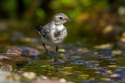 Bachstelze - Jungvogel an der Badestelle