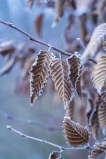 Close-up of frozen brown leaves on branches in winter, Gechingen, district of Calw, Black Forest,