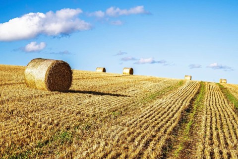 Straw bales in the Scottish fields, Southeast Scotland, UK