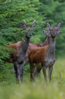 A second red deer (Cervus elaphus) joins the red deer on the track, the hide is well chosen,