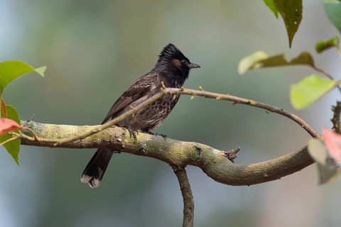 A Red-vented Bulbul (Pycnonotus cafer) on a tree branch, Sreepur, Gazipur, Bangladesh