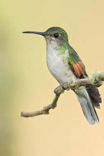 Blue-capped Hummingbird (Eupherusa cyanophrys) perched on a branch in Oaxaca, Mexico