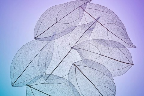 Delicate skeleton textures reveal intricate veins of overlapping leaves, creating a mesmerizing