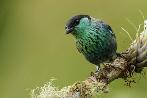 Black-capped Tanager (Tangara heinei) perched on a branch in the mountains of Colombia, South