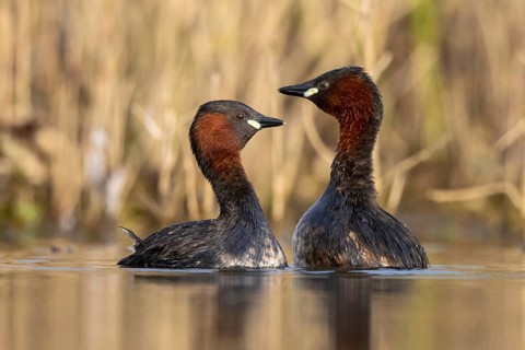 Little Grebe (Tachybaptus ruficollis) pair, North Rhine-Westphalia, Germany