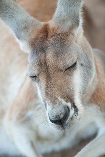 Eastern grey kangaroo (Macropus giganteus) sleeping, Lone Pine Koala Sanctuary, Brisbane,