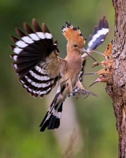 Eurasian Hoopoe (Upupa epops) feeding chicks in breeding cavity, Saxony-Anhalt, Germany