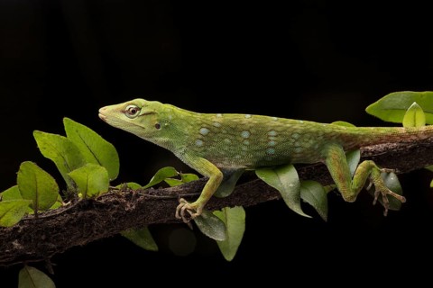 Neotropical Green Anole (Anolis biporcatus), rainforest, Ecuador