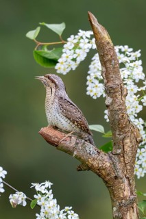 Eurasian wryneck (Jynx torquilia), Limbach, Burgenland, Austria