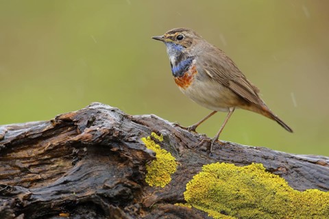 Bluethroat (Luscinia svecica cyanecula) male perched on mossy rock, Andalusia, Spain
