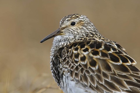 Pectoral Sandpiper (Calidris melanotos), Alaska, USA
