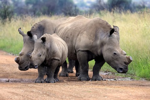 White rhino (Ceratotherium simum), white rhino, adult, juvenile, foraging, group, dehorned,