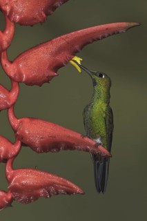 Green-crowned Brilliant (Heliodoxa jacula), Ecuador