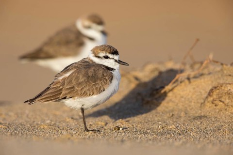 Kentish Plover (Charadrius alexandrinus) on beach, Fuerteventura, Spain
