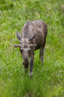 One adult male moose or elk, Alces alces, grazing on a meadow with tall fresh green grass