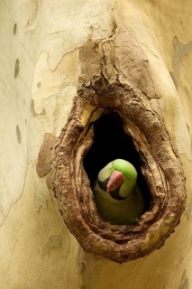 Alexandrine Parakeet (Psittacula eupatria) male peering out from nest hole, Hesse, Germany