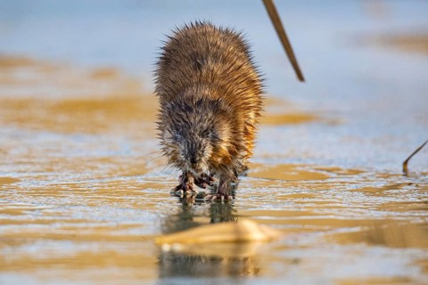 Muskrat (Ondatra zibethicus) walks across the ice on frozen lake Germany