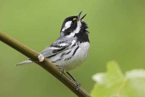 Black-throated Grey Warbler (Setophaga nigrescens) singing, British Columbia, Canada