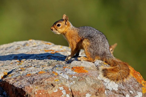 Caucasian squirrel, (Sciurus anomalus), animal, animals, mammal, mammals, biotope, habitat,
