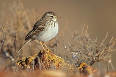 Canary Island pipit, (Anthus bertheloti) Songbird, family of stilts and pipits, Lanzarote, Canary