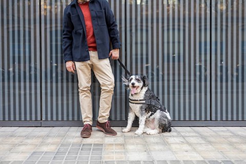 A cropped unrecognizable stylish man stands with his dog against a modern city backdrop, showcasing