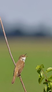 Great Reed Warbler (Acrocephalus arundinaceus), with open beak, singing, twittering, sitting on a
