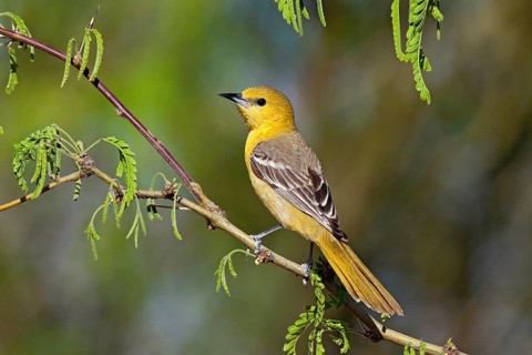 Hooded Oriole Icterus cucullatus Amado, Arizona, United States 16 April Adult Female Icteridae