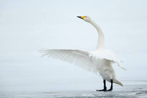 Whooper Swan (Cygnus cygnus) flapping on ice surface, Vaesterbottens laen, Sweden