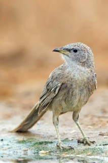 Grey thrush, passerine bird, (Turdoides squamiceps), animals, birds, sparrow, Celias Waterhole,