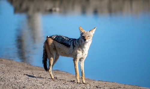 Black-backed jackal (Canis mesomelas), at the waterhole, Savuti, Chobe National Park, Botswana