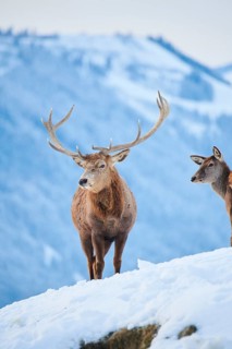 Red deer (Cervus elaphus) stag on a snowy meadow in the mountains in tirol, Kitzbühel, Wildpark