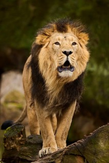 Asiatic lion (Panthera leo persica) male standing on a tree trunk, Germany