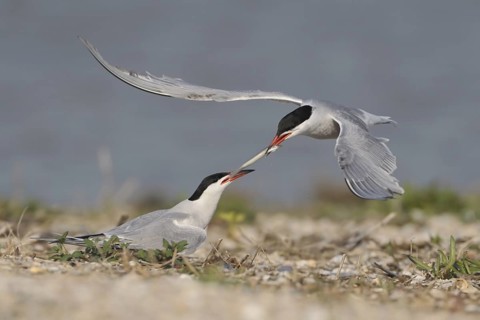 Common Tern (Sterna hirundo), Texel, Netherlands