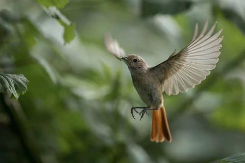 Common Redstart (Phoenicurus phoenicurus) female flying with insect in its beak to feed chicks,