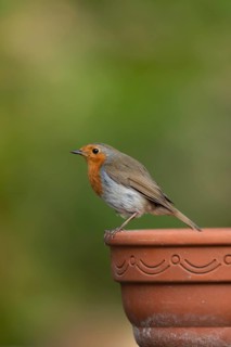European robin (Erithacus rubecula) adult bird on a garden plant pot, England, United Kingdom