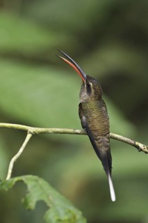 Great-billed Hermit (Phaethornis malaris), Ecuador