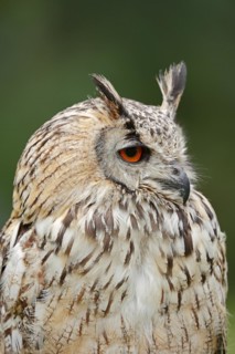 Bengal Eagle Owl or Indian Eagle Owl (Bubo bengalensis, Bubo bubo bengalensis), portrait, captive,